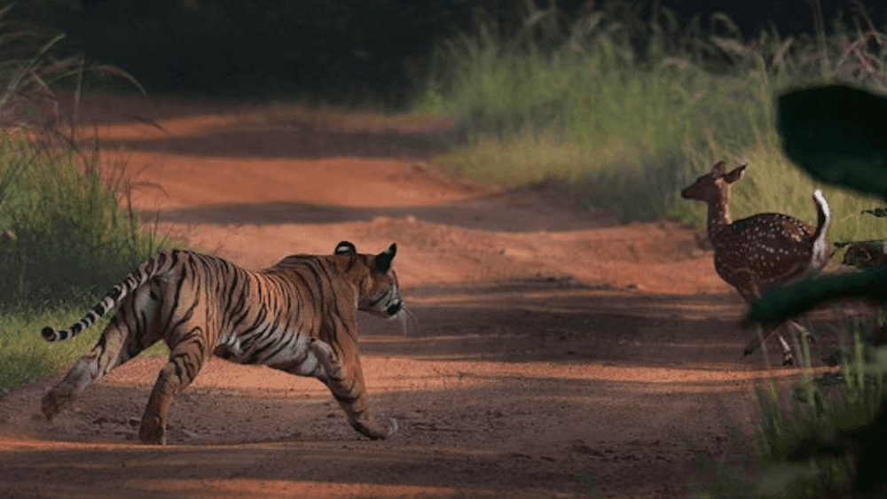 ताडोबा राष्ट्रीय उद्यानाला भेट द्यायचा विचार करताय? मग तत्पूर्वी ही माहिती वाचून घ्या..