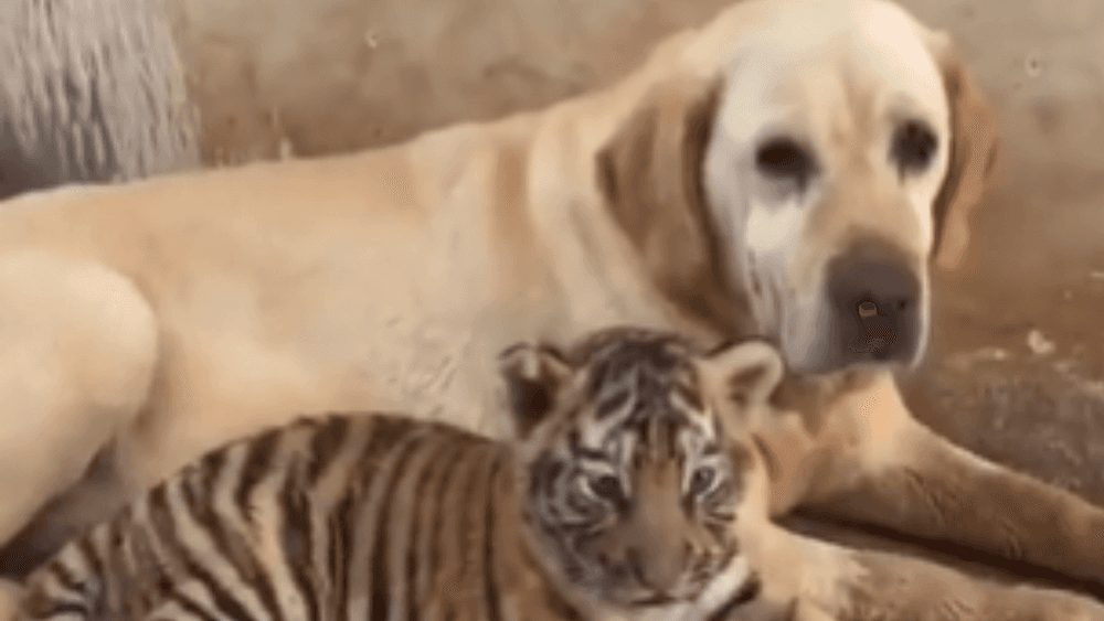 श्वानाने केला वाघाच्या बछड्यांचा सांभाळ! भूतदयेचे हे उदाहरण पाहून दगडालाही पाझर फुटेल!!