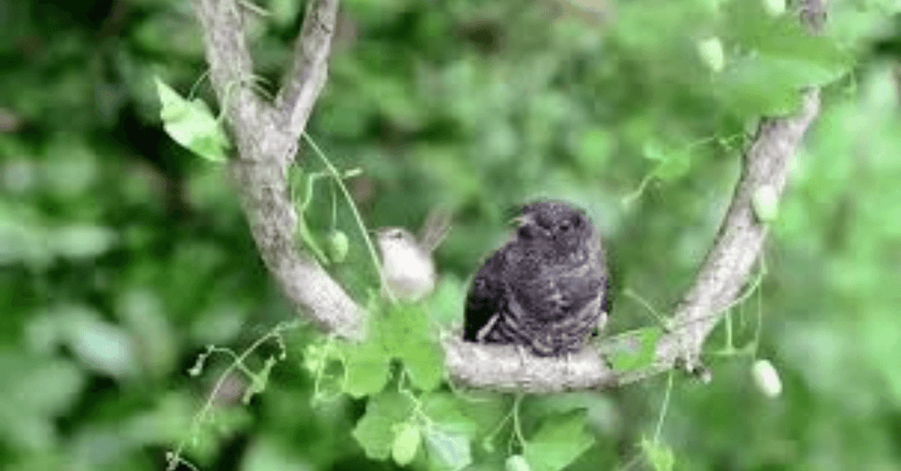 पोरं दत्तक देऊन आईबाप पसार ! काय प्रकार आहे हा