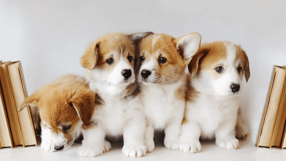 कुत्रा पाळायचा आहे? मग या ९ गोष्टींचा विचार करायलाच हवा..