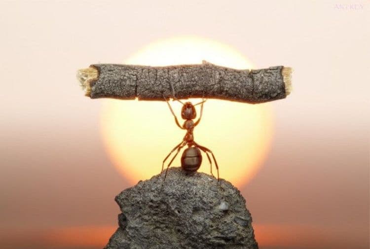 मुंगीबद्दलच्या या १२ गोष्टी माहिती आहेत का..?