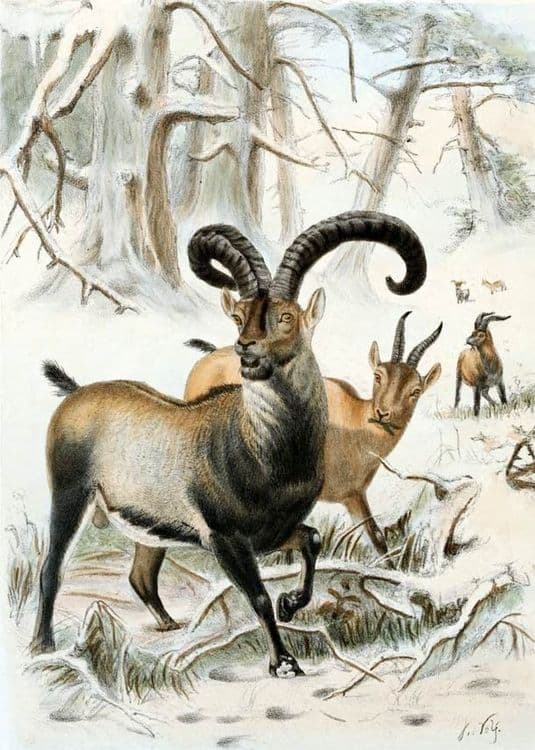 ६. पायरेनियन आयबेक्स (रानटी बोकड)