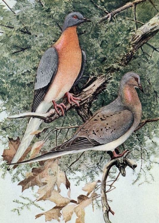 ८. पॅसेंजर कबुतर