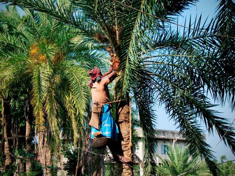 ३. २००४ साली बांगलादेश मध्ये ह्या रोगाची लक्षणे दिसून आली होती. तिथेही याचं मुख्य कारण सापडलं नाही.