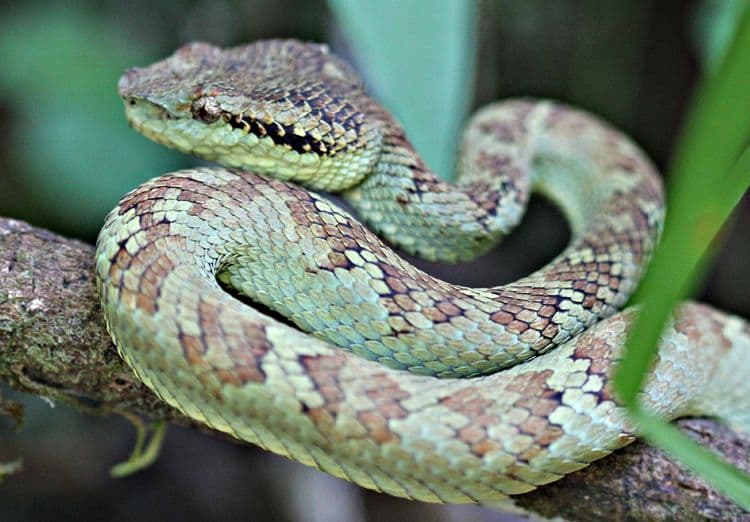 २. मलबार पिट व्हायपर