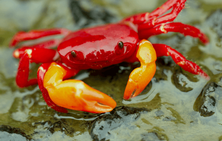 ७. लाल खेकडा