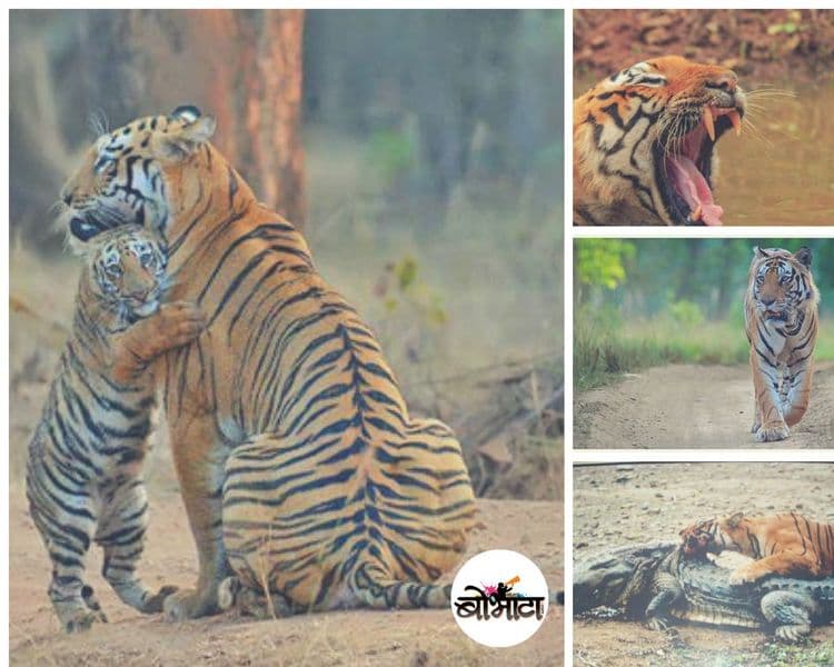 आंतरराष्ट्रीय व्याघ्र दिन : हे आहेत भारतातले सेलिब्रिटी वाघ. यातले तुम्ही किती पाहिलेत?