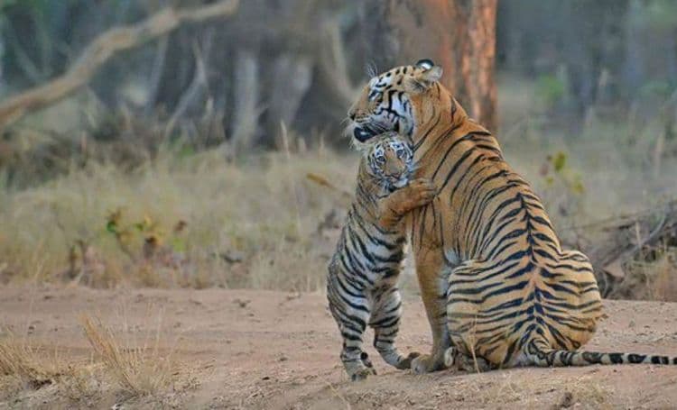 माया आणि स्कारफेस - ताडोबा अंधारी टायगर रिझर्व्ह