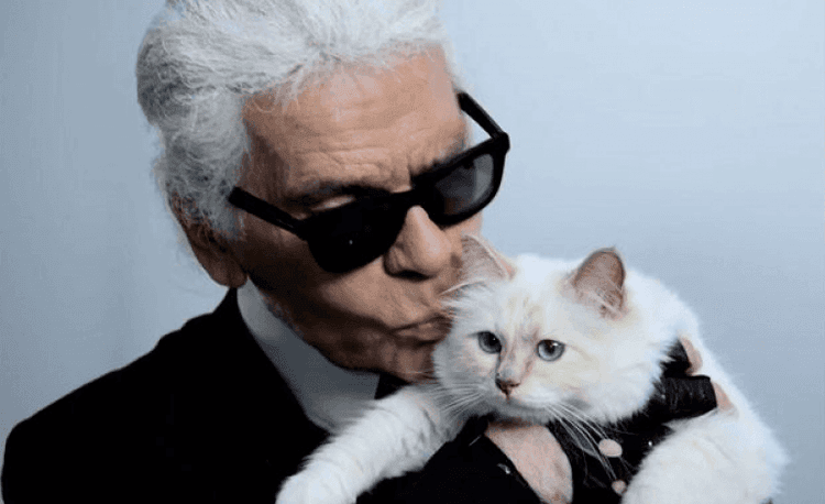 ही मांजर चक्क २१,०००,०००,००० रुपयांची मालकीण आहे??? नक्की प्रकरण काय आहे??