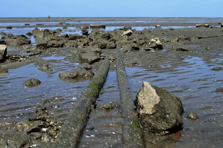 समुद्राखालील वायर्सवरना कोण धोका पोहोचवतं.