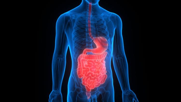 २. अन्नपचन- मेटाबॉलीझम व्यवस्थित राहाते.