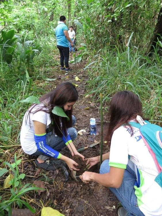 झाडे कुठे लावली जातील?