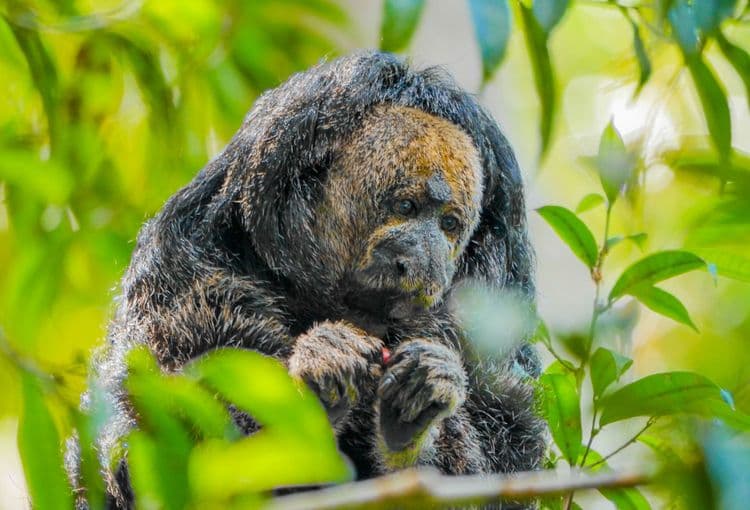 ४. जैवविविधता