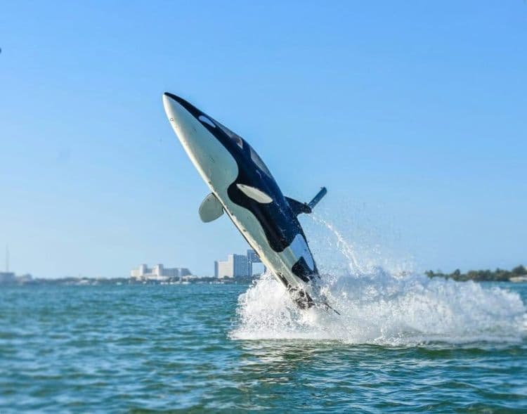 १२. नीट पाहा..हा मासा नाहीय...