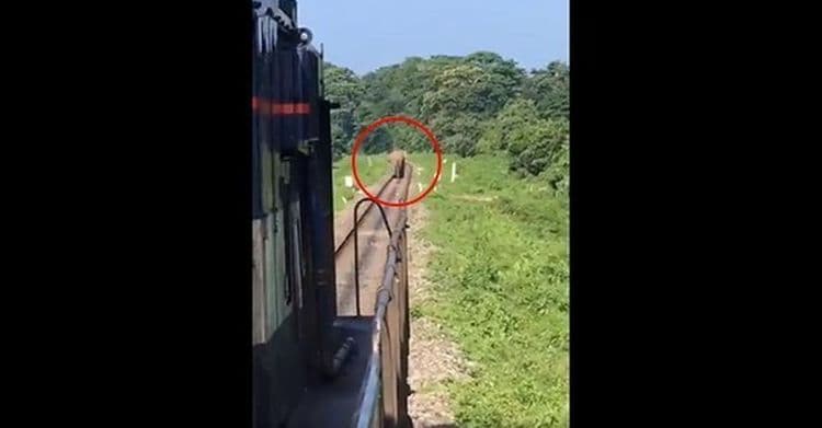 या रेल्वे चालकाचं सगळे कौतुक का करत आहेत ? व्हिडीओ पाहा !!