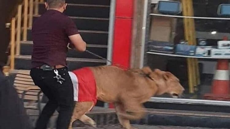 पोलिसांनी कुत्रे आणले म्हणून हा पठ्ठ्या सिंहच घेऊन आला....व्हिडीओ पाहा !!