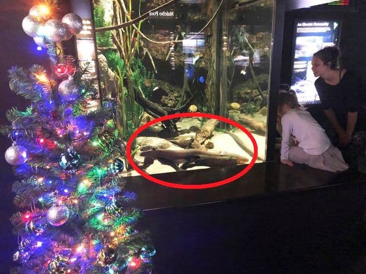 या माशाचा वापर चक्क वीज तयार करण्यासाठी होतोय....कसं शक्य झालं हे ?