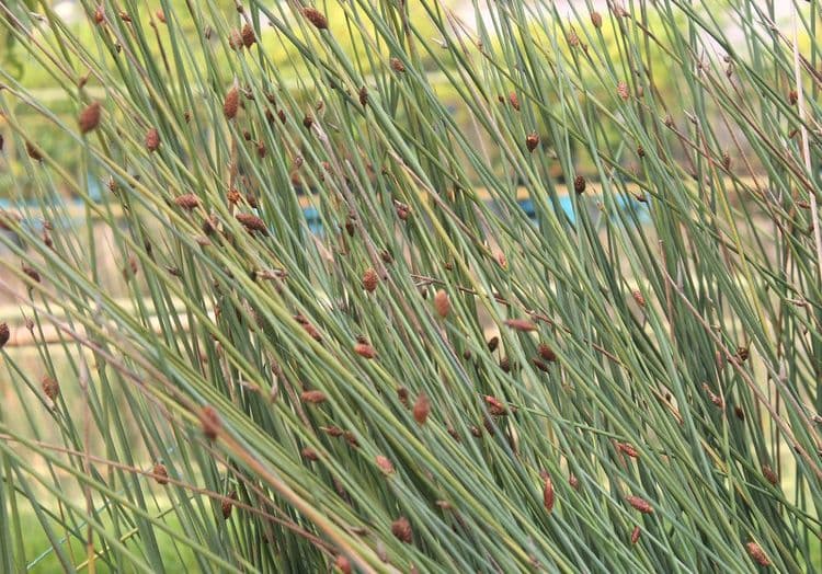 हे कोणत्या प्रकारचं गवत आहे?