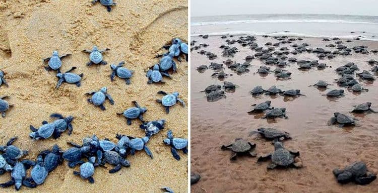 भारतातला कोणता समुद्रकिनारा जगात सर्वात जास्त कासवे जन्मण्यासाठी प्रसिद्ध आहे? पाहा कासवजन्माचा हा अद्भुत सोहळा!!