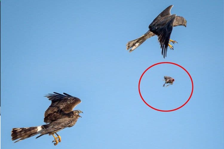 हवेतल्या हवेत पक्षी शिकारीची देवाणघेवाण कशी करतात माहित आहे? पाहा या फोटोंमध्ये !!