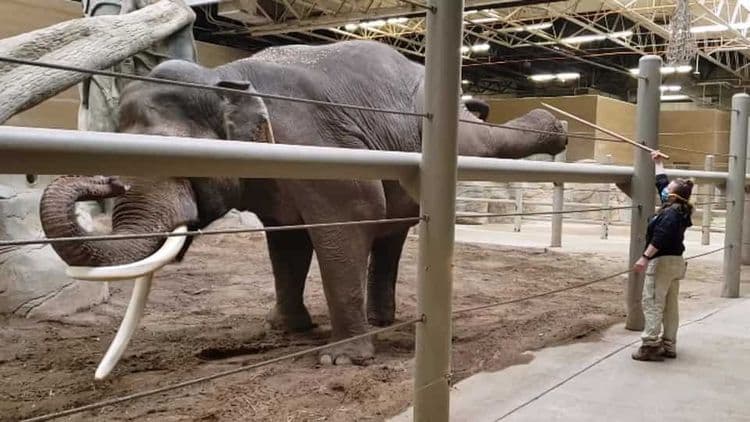 व्हिडीओ ऑफ दि डे : माणसांनी लॉकडाऊनमध्ये ढेऱ्या वाढवल्या, पण हे हत्ती तर चक्क योग करत आहेत ना भाऊ!!