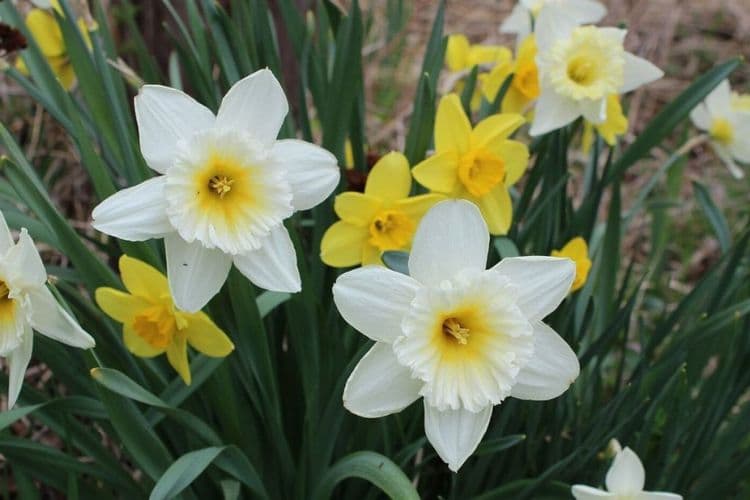 डॅफोडील: