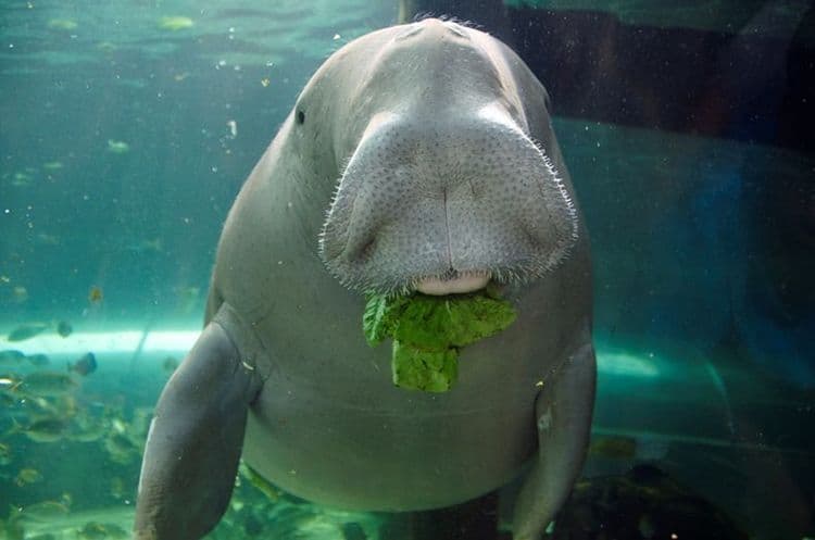 ११. डूगॉंग