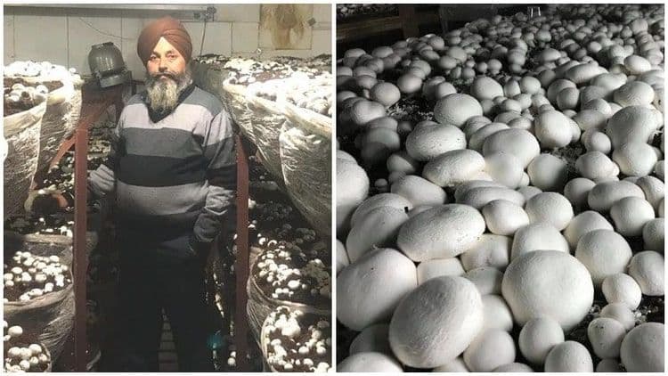 मशरूम विकून वर्षाला १.२५ कोटी कमावणारा भारताचा मशरूम किंग !!