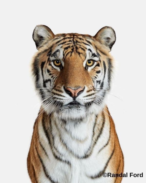 शेरखान !