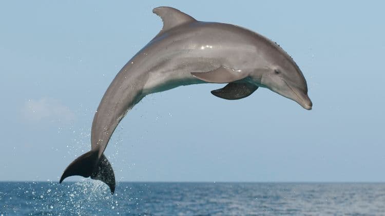 ६) Dolphin (डॉल्फिन) :-
