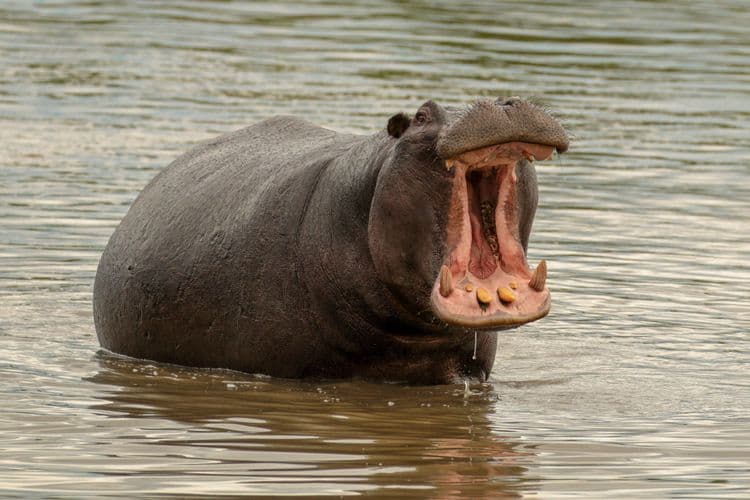 १२) Hippopotamus (पाणघोडा) :-
