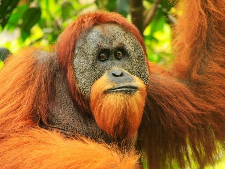 १३) Orangutan (ओरँगउटान) :-