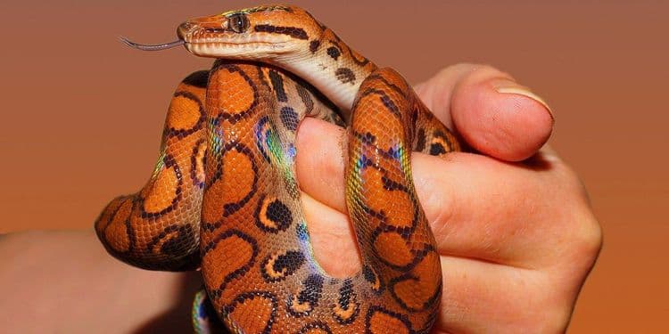 ७. ब्राझिलियन इंद्रधनुषी बोआ (मांडूळ)