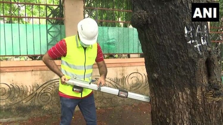 मुंबई महानगरपालिकेने झाडांच्या डॉक्टरांना का बोलावलं आहे? ही कल्पना तुम्हाला कशी वाटते?