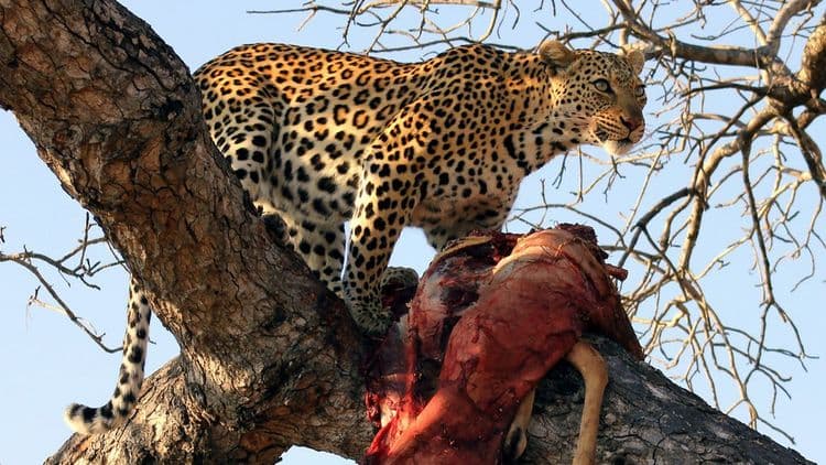 बिबट्या नरभक्षक असतो का? तो मानवी रक्ताला चटावला गेलाय? वन्यजीव अभ्यासकांच्या नजरेतून जाणून घ्या!!