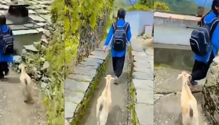 Mary Had a little lamb ही कविता खरोखरी घडतेय, व्हिडिओ पाह्यला का?