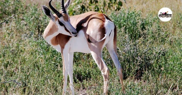 ३. स्प्रिंगबोक