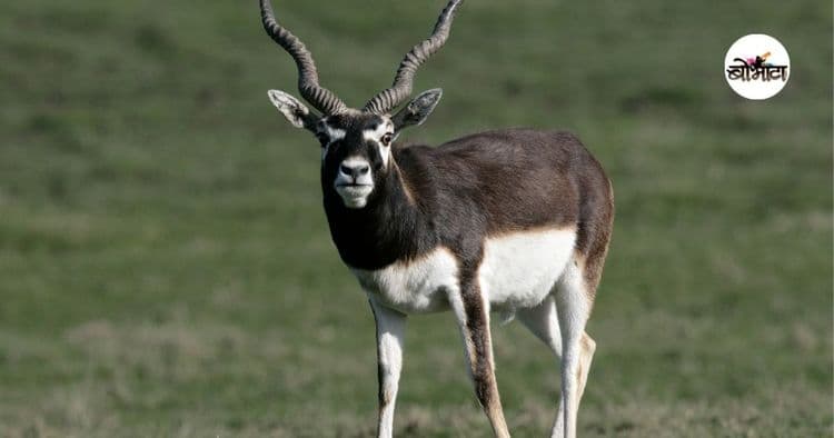 ६. काळवीट