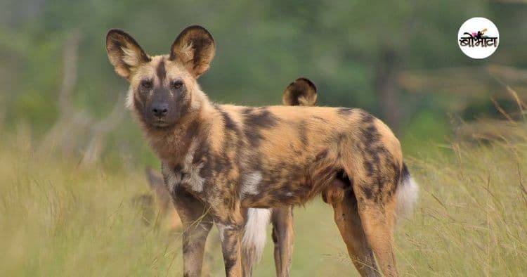 १०. आफ्रिकन जंगली कुत्रा