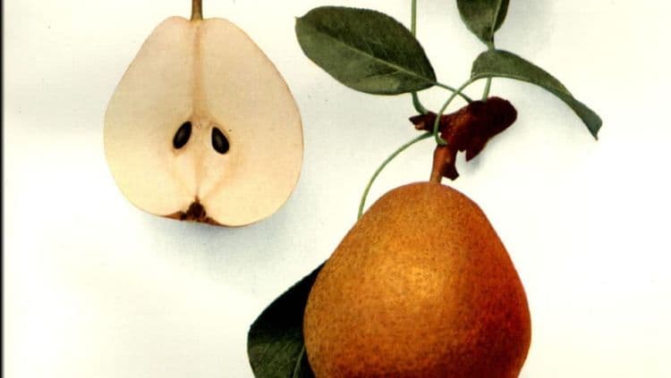 १. ॲन्सॉल्ट पेअर