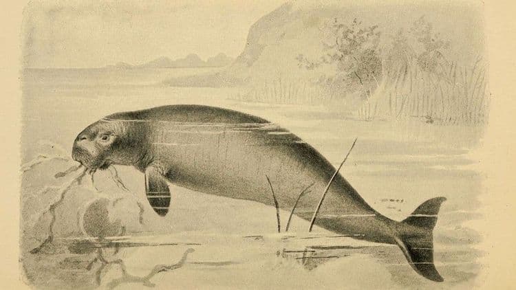 ५. स्टेलरची समुद्री गाय (STELLER’S SEA COW)