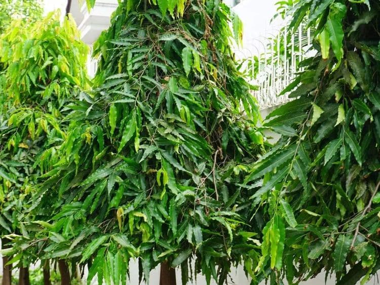 अशोकाचे झाड :