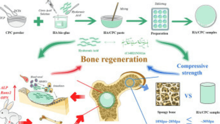 हाडांच्या बळकटीसाठी उपयुक्त