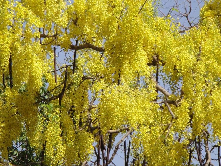 १. बहावा/अमलताश