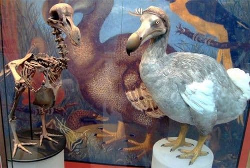 १०. डोडो