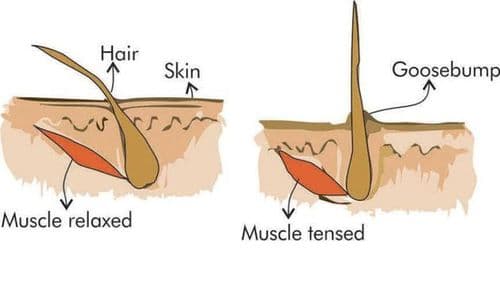 २. अंगावर काटा येणं