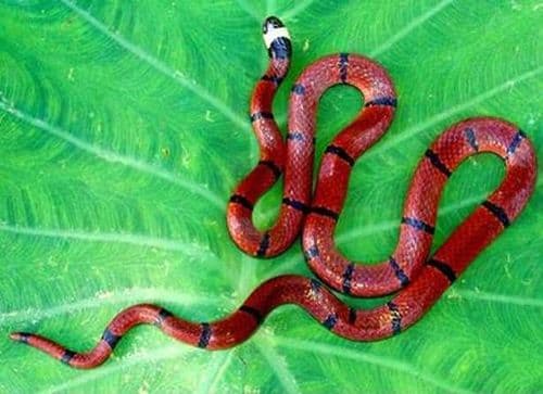 १०. बिब्रॉन कोरल स्नेक