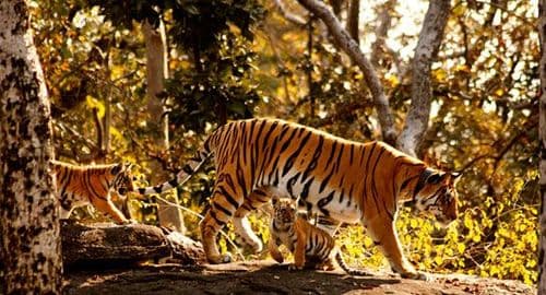 कॉलरवाली- पेंच नॅशनल पार्क