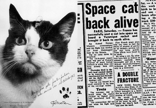 ७. फेलिसिटी