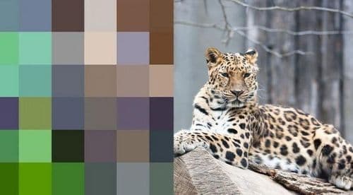 २. अमूर बिबट्या.